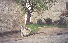 Gubbio. The place of the fight between Romeo and Tybalt . The fig tree shown in the film